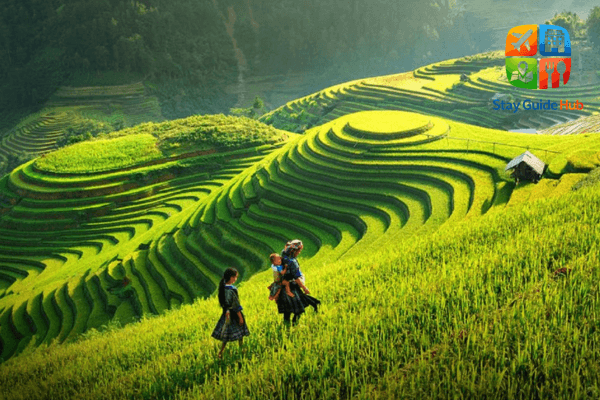 mu-cang-chai